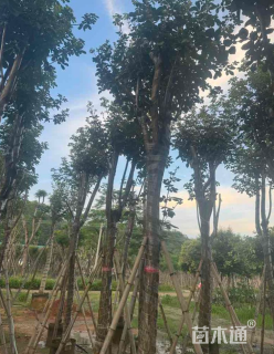 20公分黄花风铃木