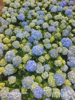 高度40厘米无尽夏绣球