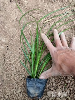 高度20厘米青绿苔草