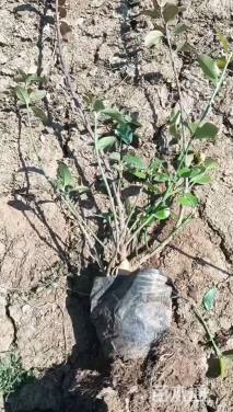 高度40厘米胶东卫矛