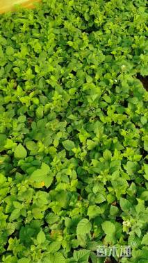 高度35厘米覆盆子