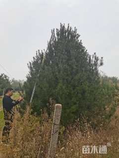 高度350厘米白皮松