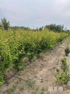 高度200厘米龙游梅