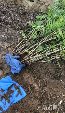 高度50厘米珍珠梅