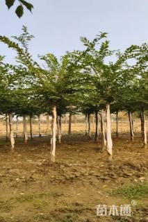 9公分长枝榆