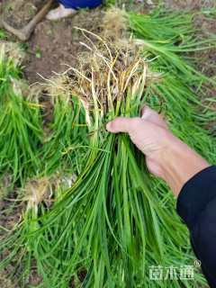 高度25厘米大花萱草