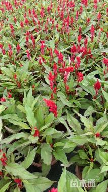 高度31厘米鸡冠花