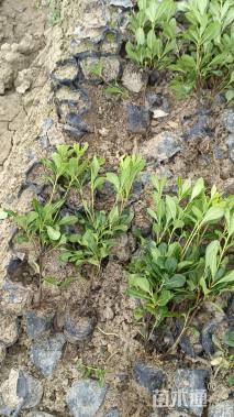 高度50厘米海桐