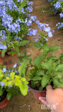 高度20厘米蓝雪花