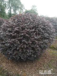 冠幅100厘米红继木球