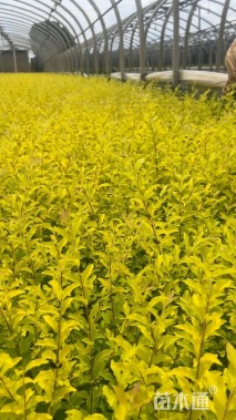 高度30厘米金冠女贞