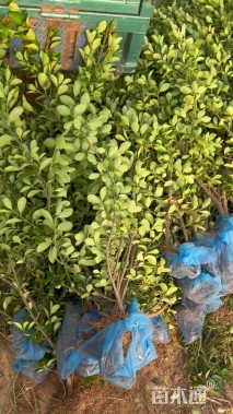 高度60厘米大叶黄杨