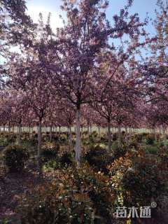 12公分北美海棠