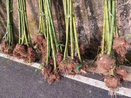 地栽苗雷竹