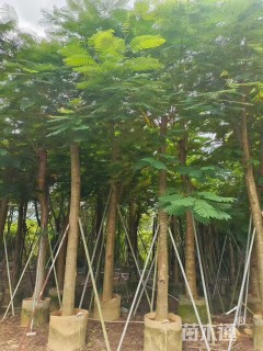 13公分凤凰木