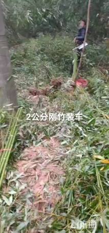 地栽苗刚竹