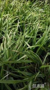 高度15厘米吉祥草