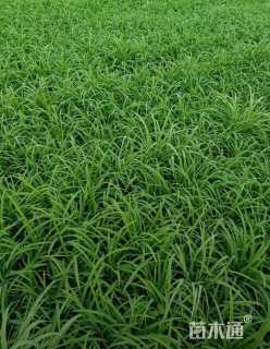 高度30厘米金娃娃萱草