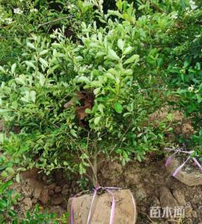 冠幅80厘米火棘球