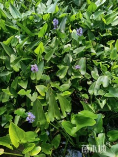 高度38厘米梭鱼草