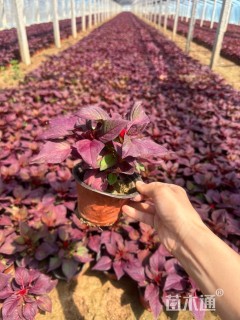 高度20厘米一支笔