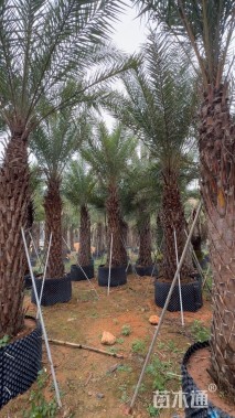 裸干高200厘米海枣