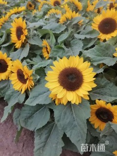 高度40厘米向日葵