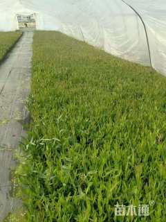 高度15厘米马鞭草