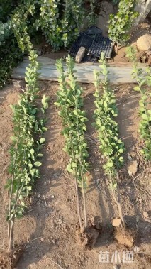 高度100厘米北海道黄杨