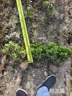 高度25厘米夏鹃