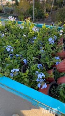 高度20厘米蓝雪花