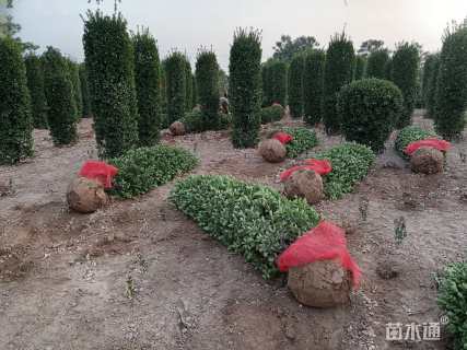 高度200厘米大叶黄杨柱