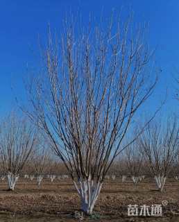 高度300厘米丛生白蜡