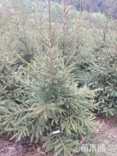 高度2000厘米云杉