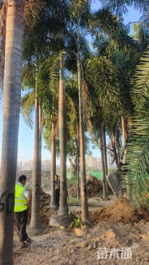 裸干高700厘米狐尾椰