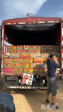 高度30厘米钻石月季