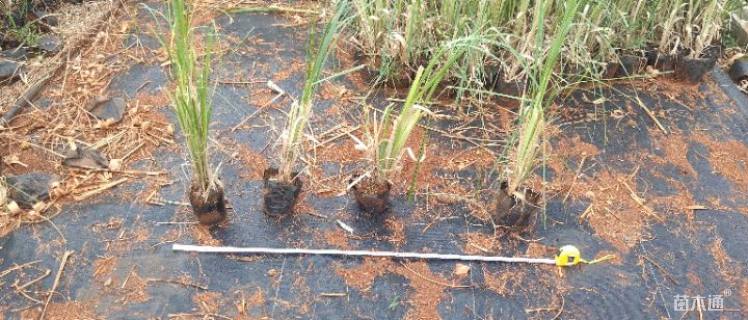 高度50厘米矮蒲苇