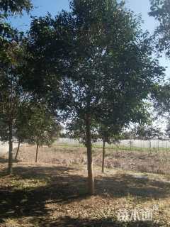 17公分大叶女贞