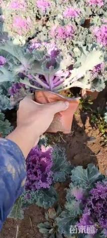 高度20厘米羽衣甘蓝