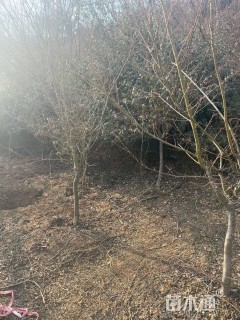 10公分日本红枫