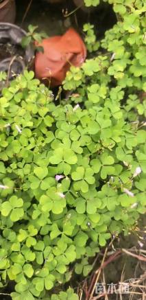 高度15厘米红花酢浆草