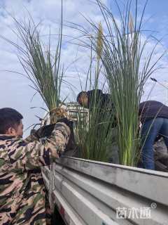 高度100厘米矮蒲苇