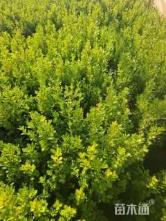 高度30厘米瓜子黄杨