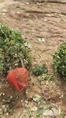 冠幅80厘米大叶黄杨球