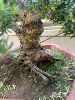 8公分雀舌罗汉松