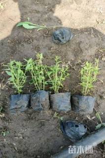 高度15厘米千屈菜