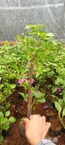 高度30厘米三角梅
