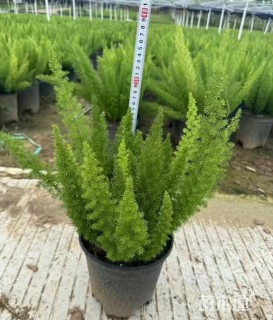 高度30厘米狐尾天门冬