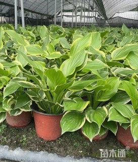 高度25厘米金边玉簪