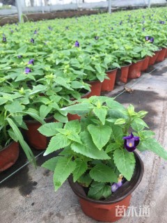 高度15厘米夏堇